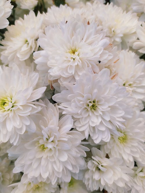 Bouquet of White Flowers