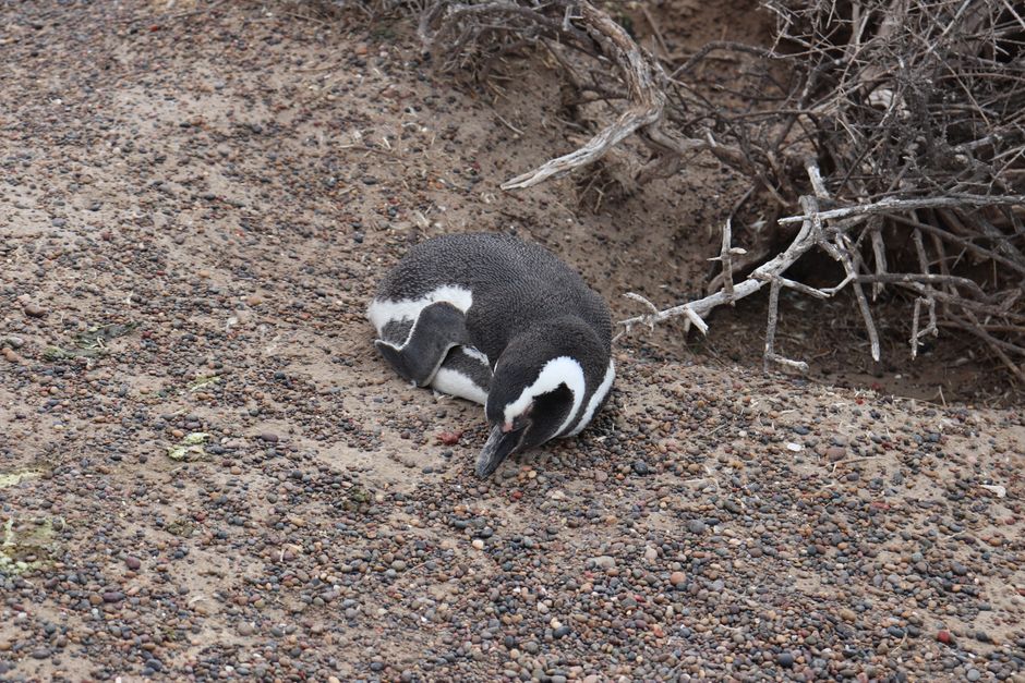 Fotomural Un pingüino magallánico tumbado sobre un suelo de grava en Chubut, Argentina.