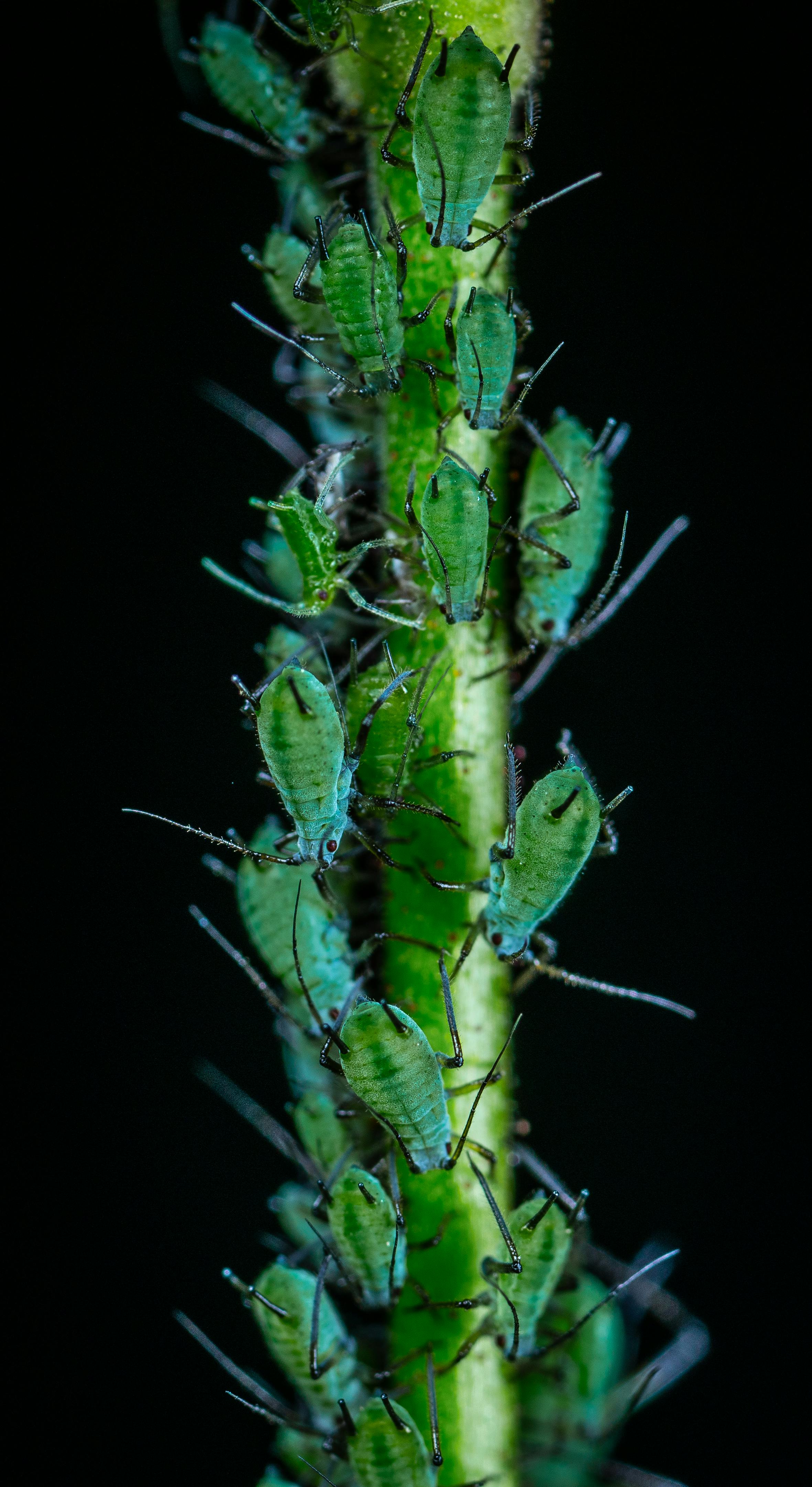 Detailed macro shot of green aphids clustered on a stem against a black background.