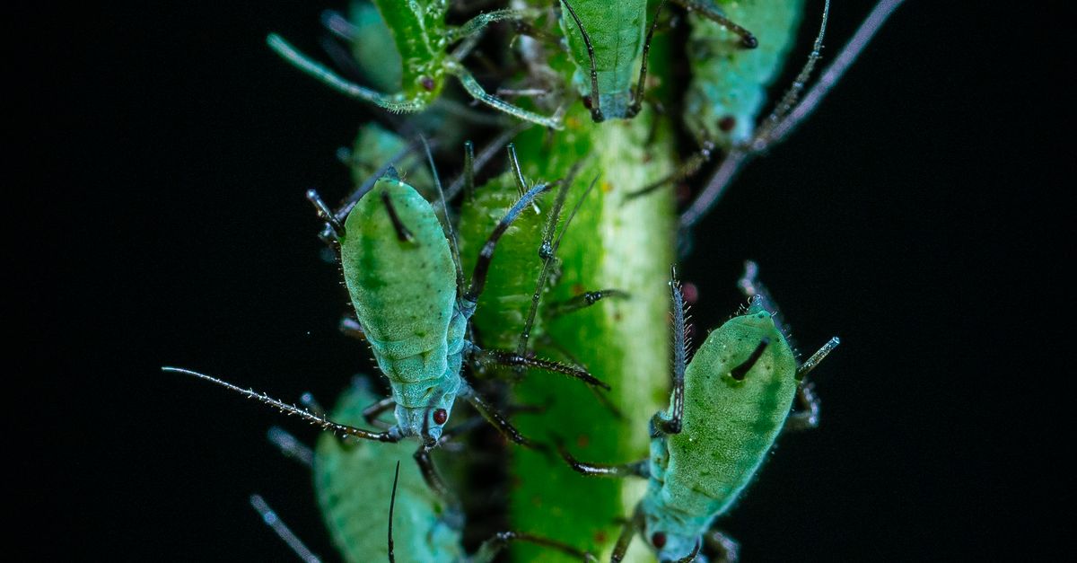 Stem Insectos Close up of Insects on a Stem · Free Stock Photo