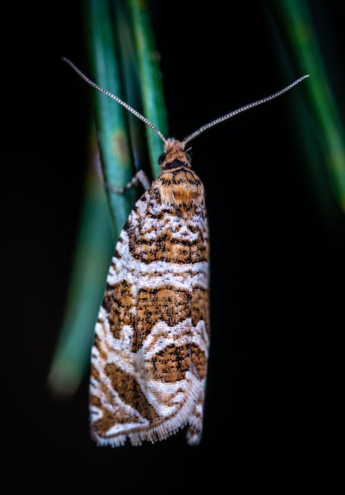 Free Brown and White Moth on Green Leaf Stock Photo