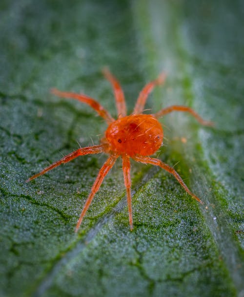 Gratis stockfoto met blad, close-up shot, dieren in het wild