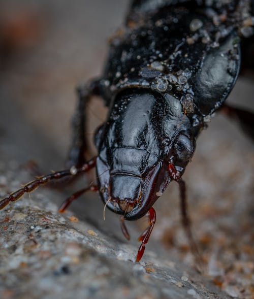 Close-up of a Beetle's Head