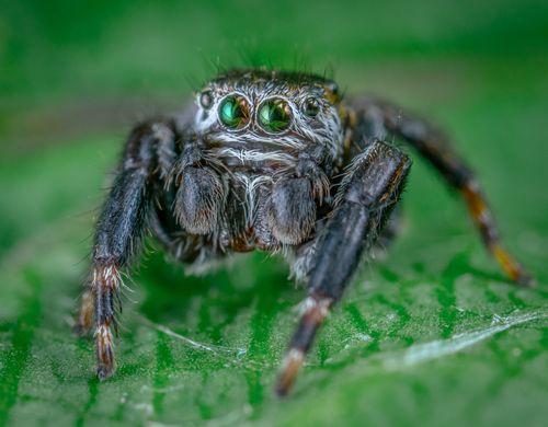 Free Detailed macro shot of a jumping spider on a green leaf, showcasing its vivid eyes. Stock Photo