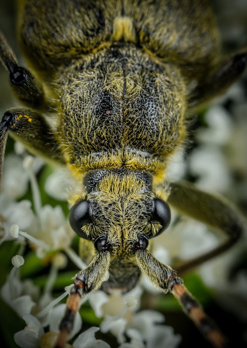 Foto stok gratis beetle, fotografi binatang liar, kebun