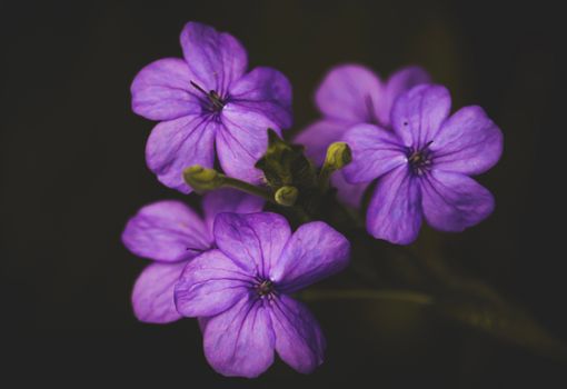 Close-up Photo of Blooming Purple Flower 