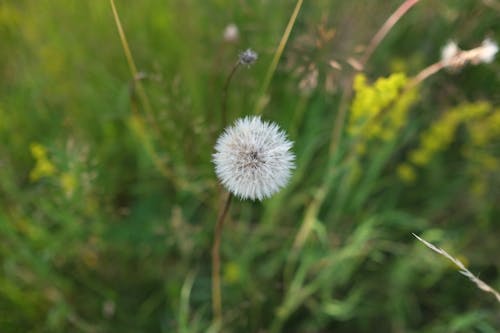 Gratis Foto stok gratis berkembang, bunga, dandelion Foto Stok