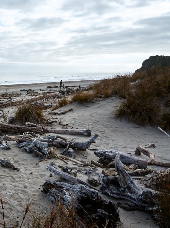 Photo of Driftwoods On Shore Under A Cloudy Sky
