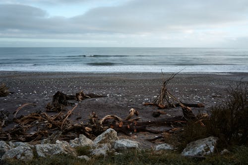 Free Driftwood on a Beach Stock Photo
