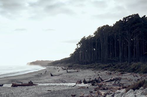 ビーチ, 岸, 森の中の無料の写真素材