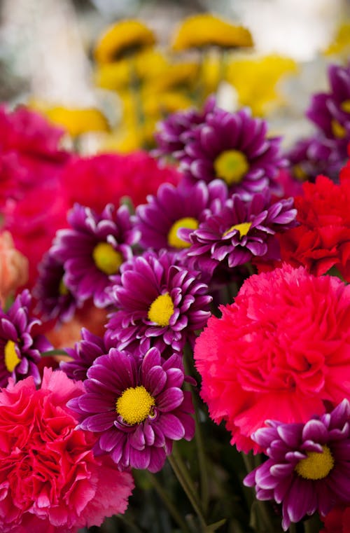 Bokeh Photo of Purple, Pink, and Yellow Flowers