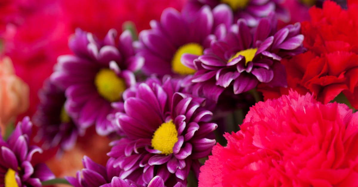 Bokeh Photo of Purple, Pink, and Yellow Flowers