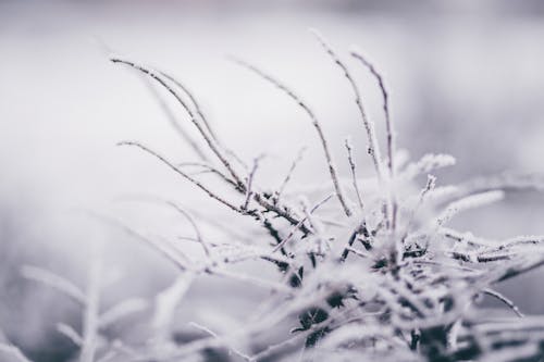 Free Selective Focus Photography of Weed Covered by Snow Stock Photo