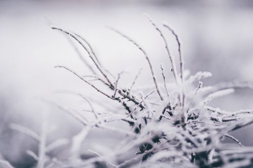 Free Close-up of frost-covered branches set against a snowy winter backdrop. Stock Photo