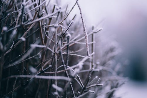 Free Macro Photography of Branch With Snow Stock Photo