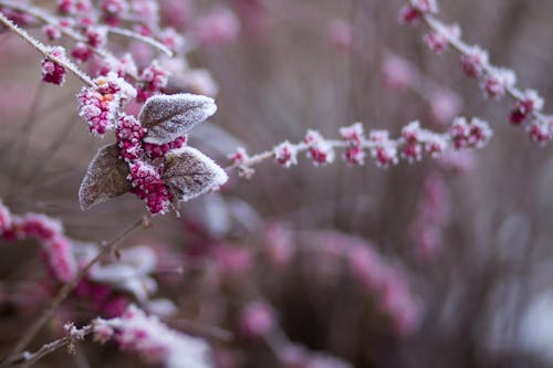 Pink Flowers in Selective Focus Photography