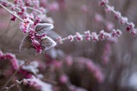 树枝上挂满霜的粉红色浆果，捕捉到了冬日大自然的美丽