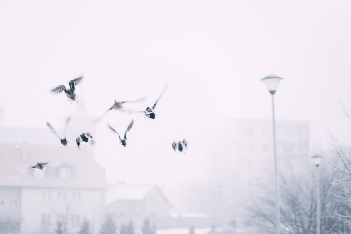 Free Flock of Flying Birds Above Street Stock Photo