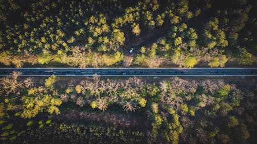 Free Drone Shot of a Road Between Green Trees Stock Photo