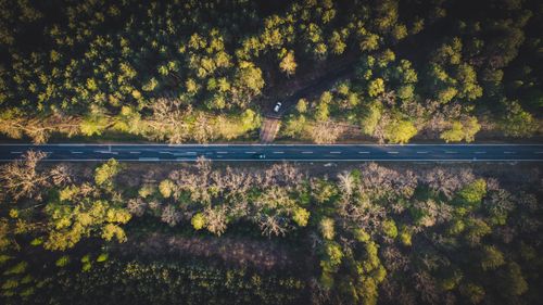 Free Stunning drone view of a road cutting through dense forest in Lubelskie, Poland. Stock Photo