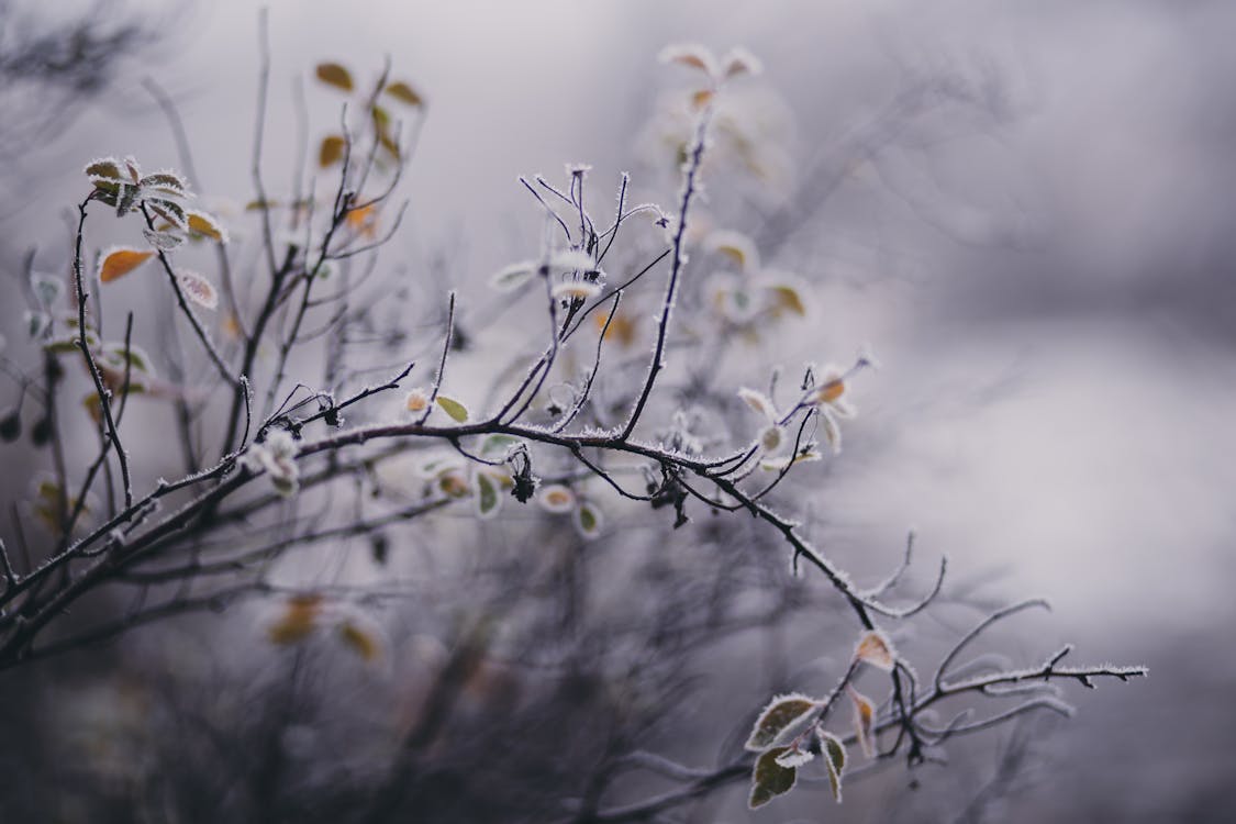 бесплатная Бесплатное стоковое фото с ветви, живописный, зима Стоковое фото