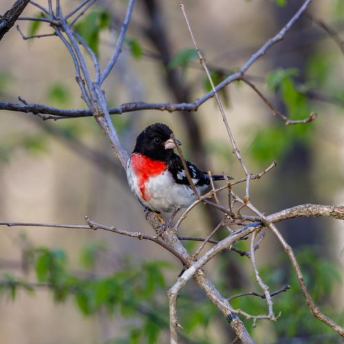 Free Close-up of a Rose-breasted Grosbeak (Pheucticus ludovicianus) perched on a branch in natural habitat. Stock Photo