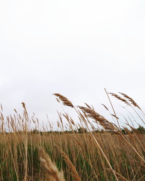 Close-Up Shot of a Wheat Field