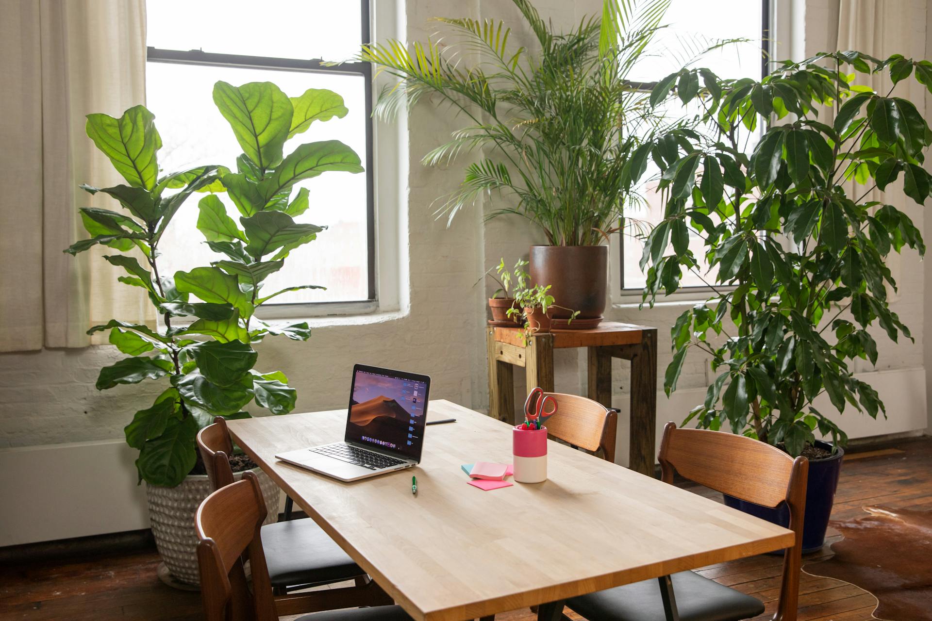 Bright and airy office interior with wooden furniture and lush indoor plants, creating a serene work environment.