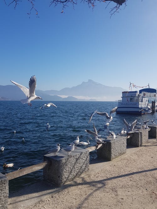 Seagulls Flying over Sea near Pier