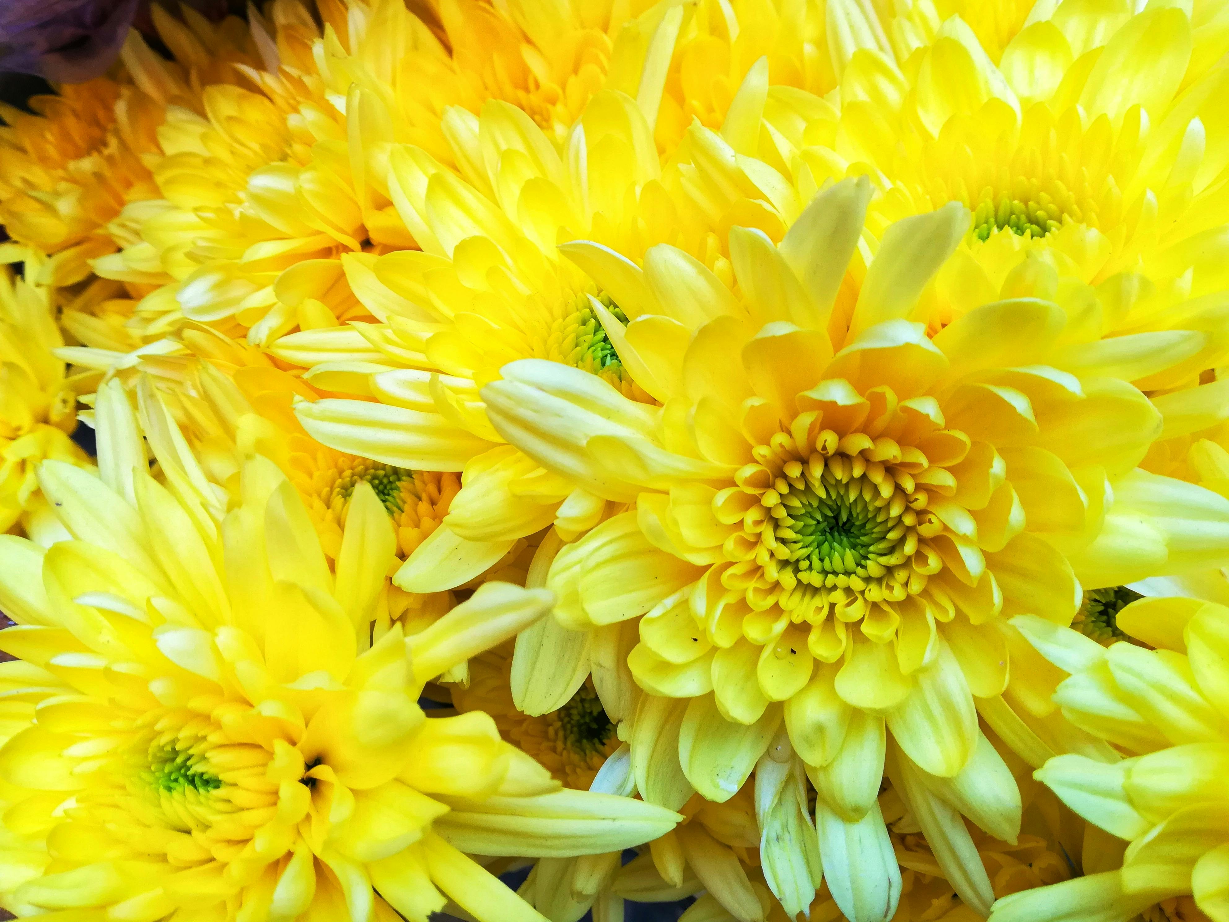 Free stock photo of beauty, bunch of flowers, egypt