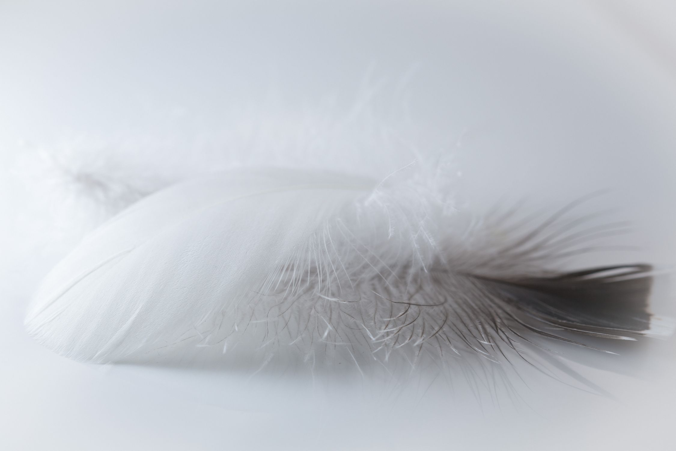 Selective Focus Photography of Feather · Free Stock Photo