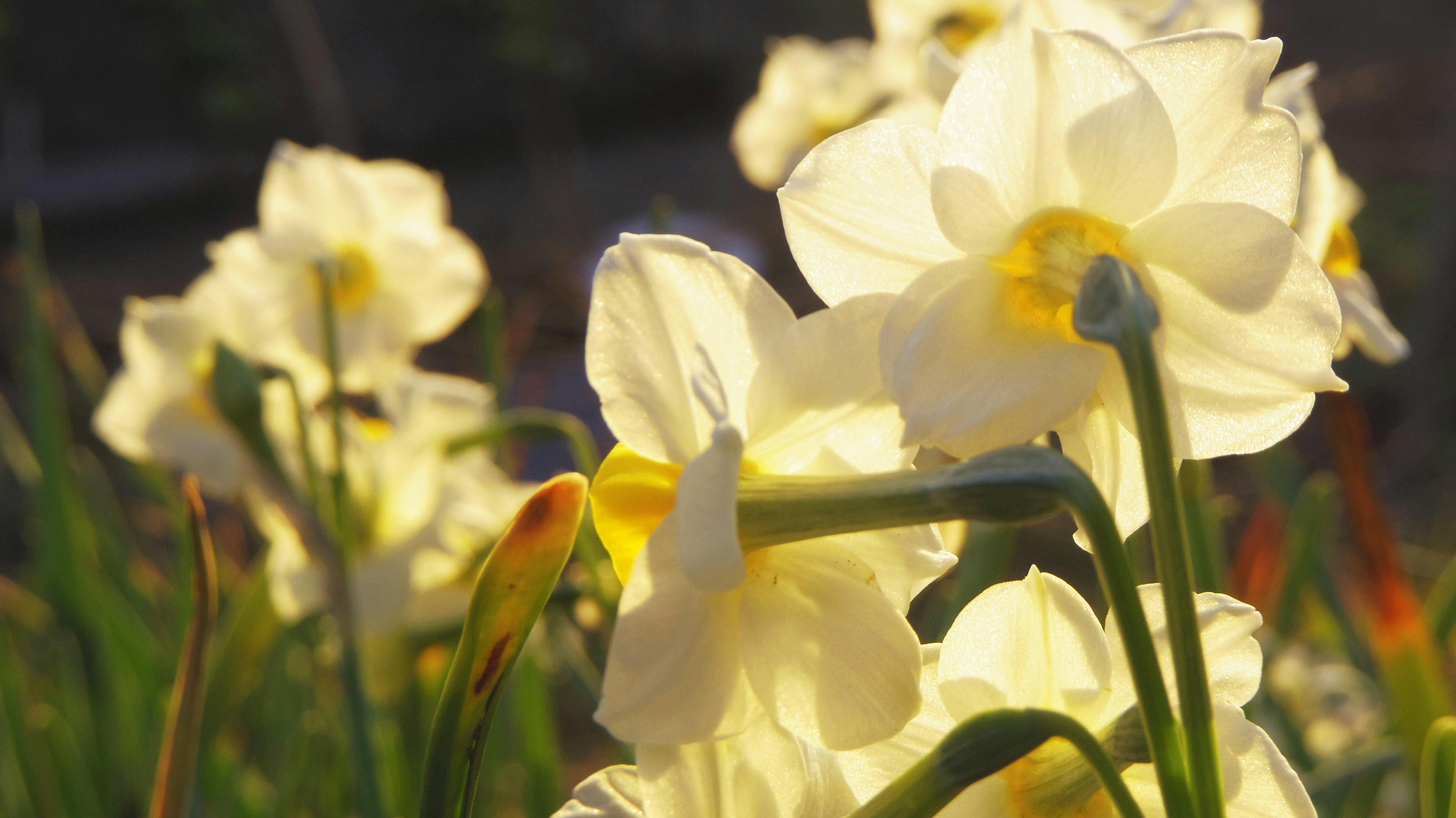 Free stock photo of daffodils