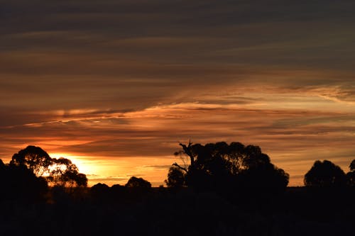 Silhouetfotografie Van Tress Tijdens Zonsondergang