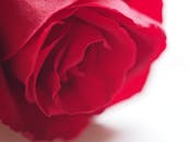 Red Flower Photography