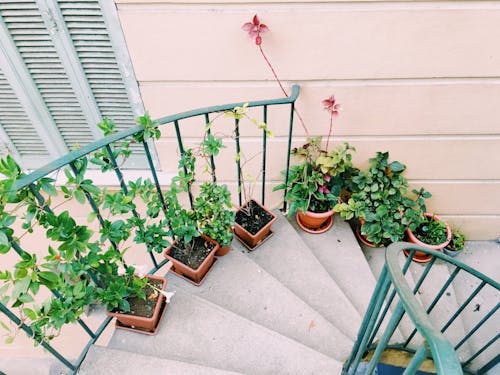 From above of staircase with metal railings and green potted flowers located on stairs in daylight