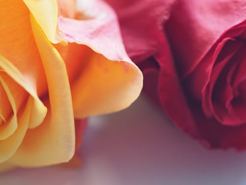Free Yellow and Red Roses Stock Photo