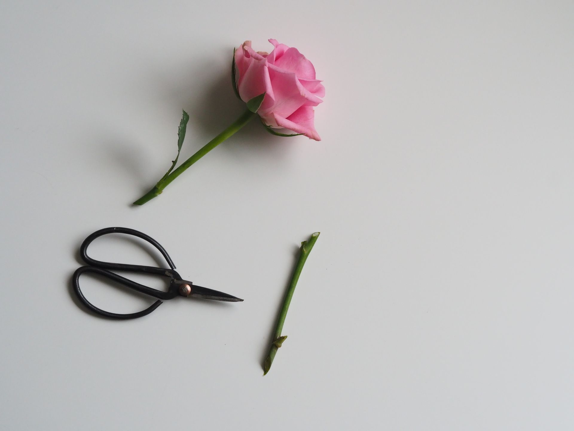 Top view of arrangement of pink lush rose and cut stem with scissors on gray background