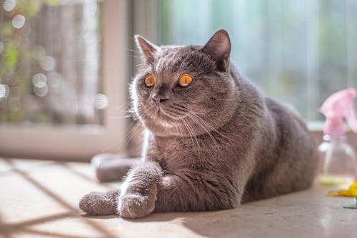 Evcil Hayvan, gözler, kedi içeren Ücretsiz stok fotoğraf