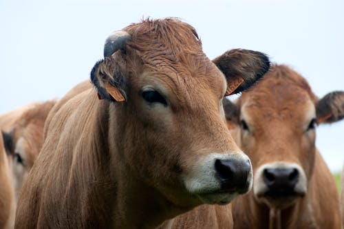 Brown Cows with Ear Tags