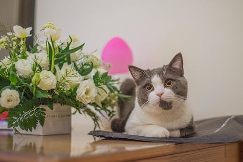 Çiçek aranjmanı, çok sevimli, kedi içeren Ücretsiz stok fotoğraf