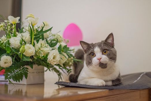 一只猫咪在猫砂盆旁边的地板上排泄