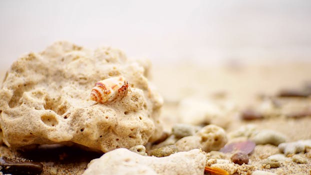 印度尼西亚加里曼丹中部沙滩珊瑚岩上的小贝壳特写