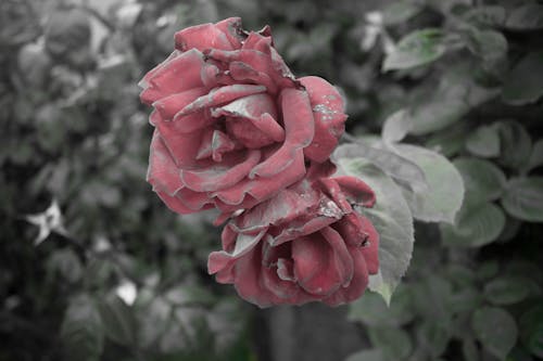 Foto d'estoc gratuïta de liveinrose, natura, rosa