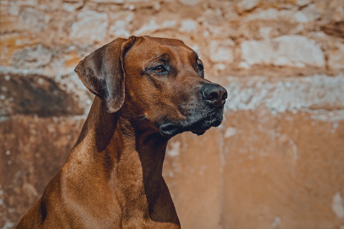 Portrait of Dog Outdoors Looking in Distance