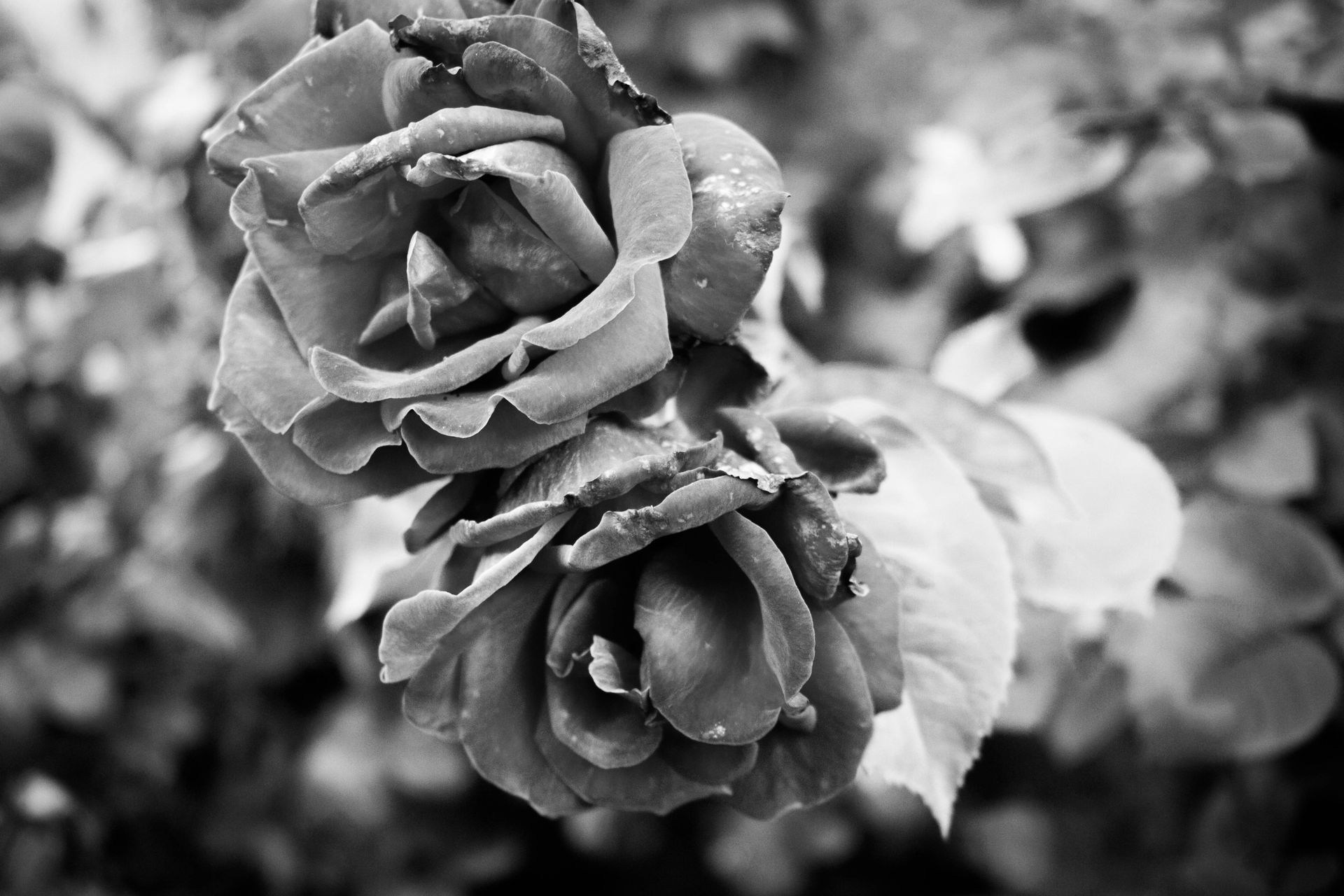 Striking black and white image capturing two roses in full bloom with detailed petals.