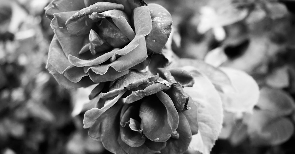 Monochrome Photography of Flowers