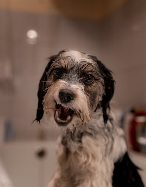 Free A Wet Short Coated Dog Stock Photo