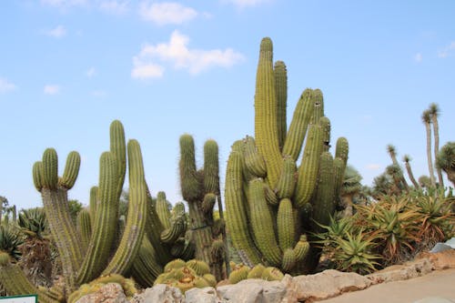 Základová fotografie zdarma na téma kaktus, rostliny kaktusu
