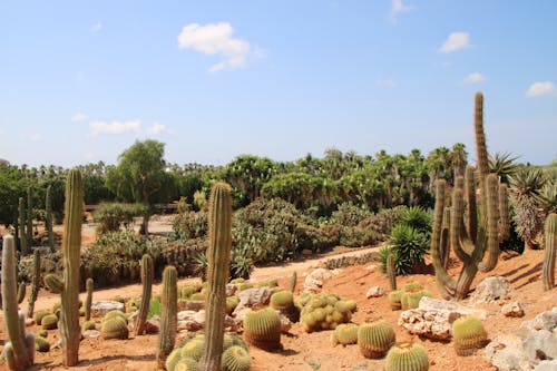Základová fotografie zdarma na téma rostliny kaktusu