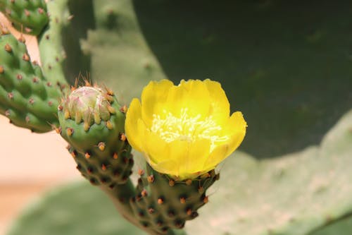 Základová fotografie zdarma na téma kaktusový květ